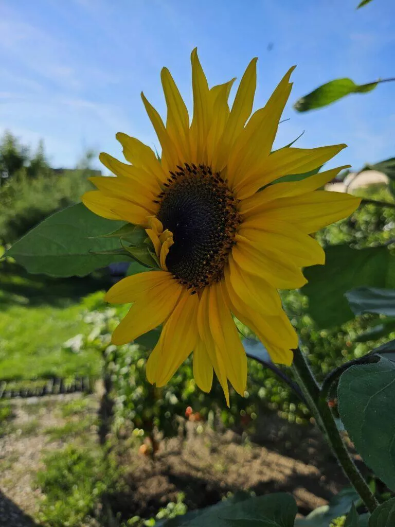 Samsung Galaxy Z Flip5 primární fotoaparát