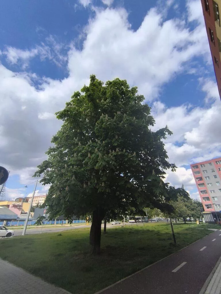 redmi note 13 pro denni fotografie 13