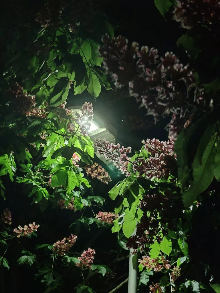 realme 12 pro nocni fotografie 12