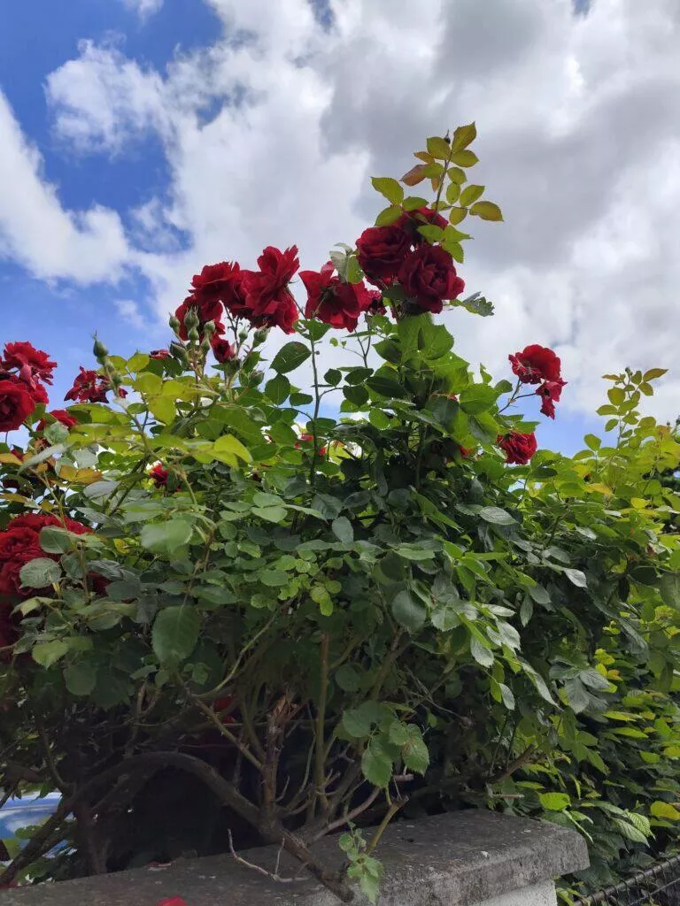 redmi note 13 pro 5g denni hlavni snimac 3