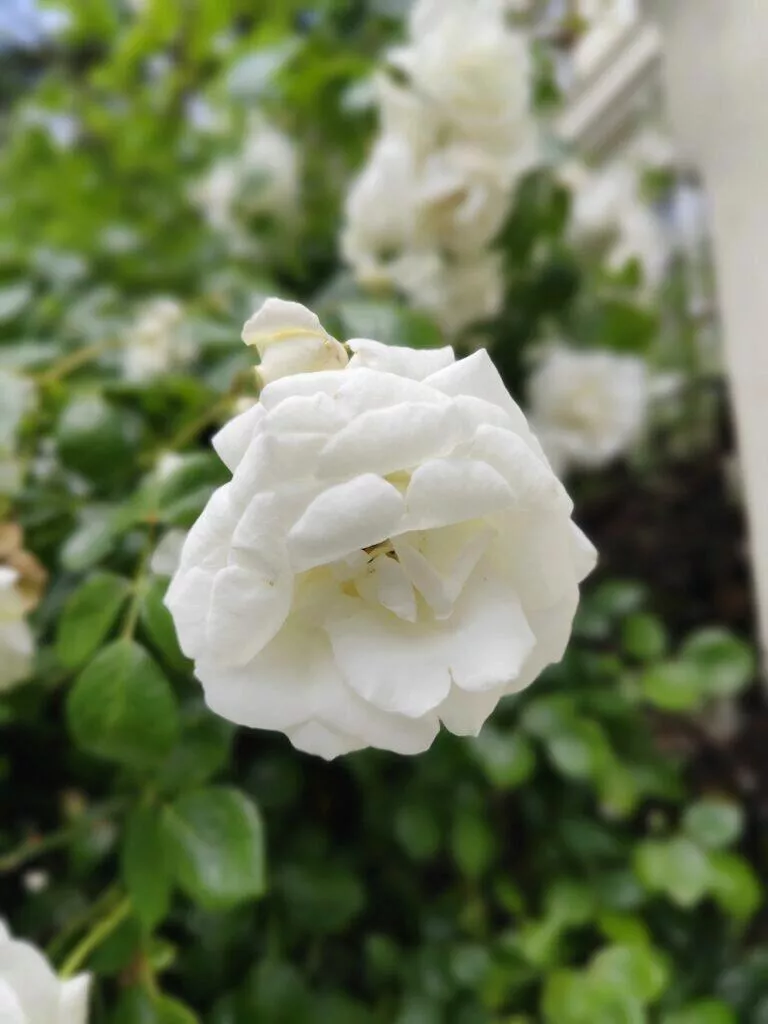 redmi note 13 pro 5g makro 2