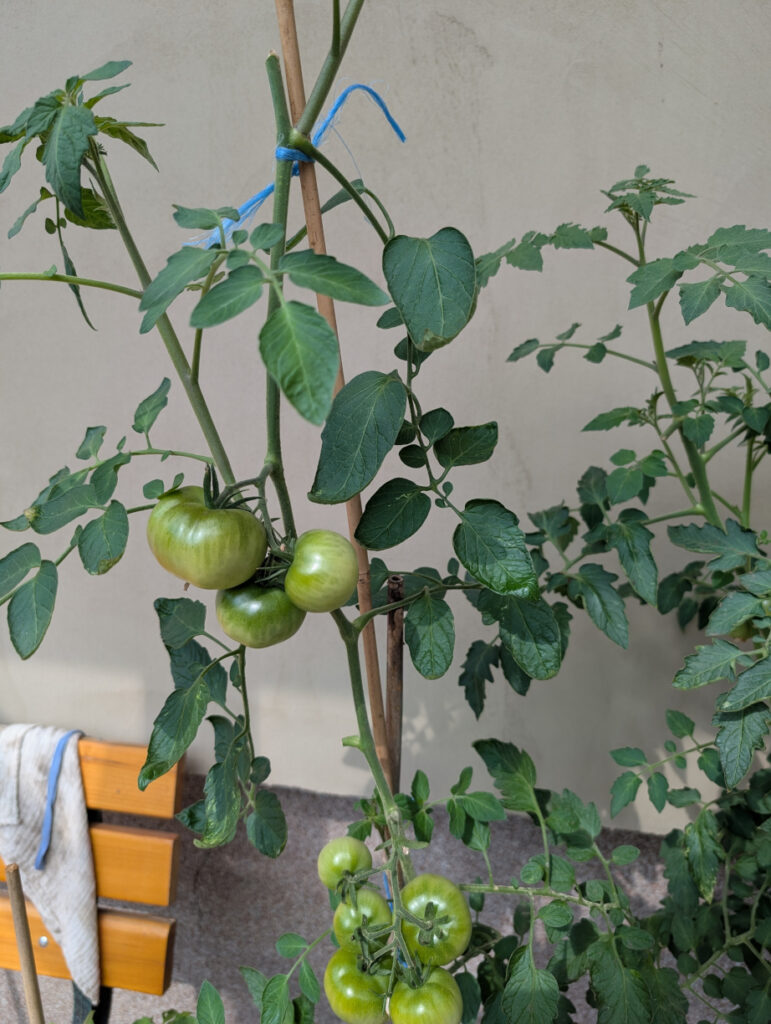 Google Pixel 9 Pro XL testovací fotografie rajčata