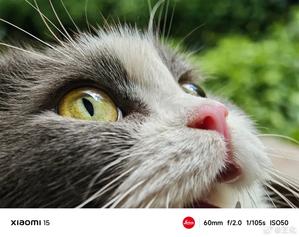 Ukázková fotografie pořízená na Xiaomi 15 (kočka)