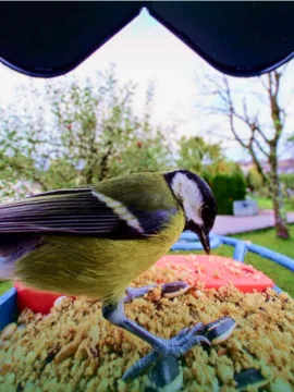 Bird Buddy close-up na ptáka