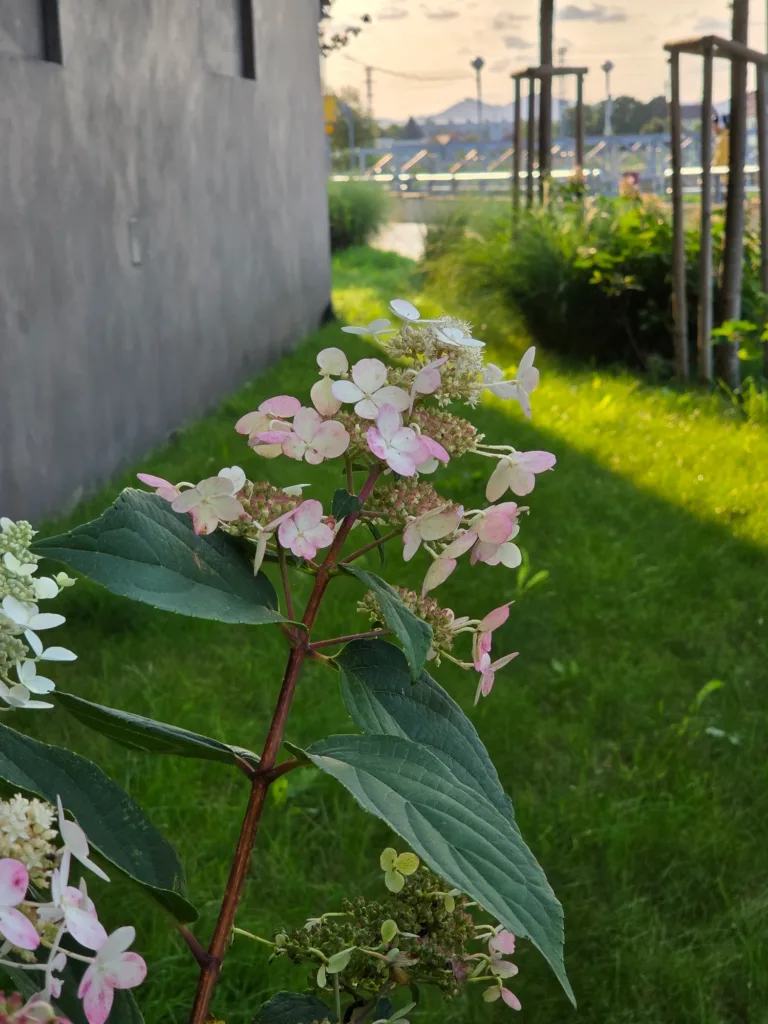Samsung Galaxy Z Fold7 foto 3x zoom 10