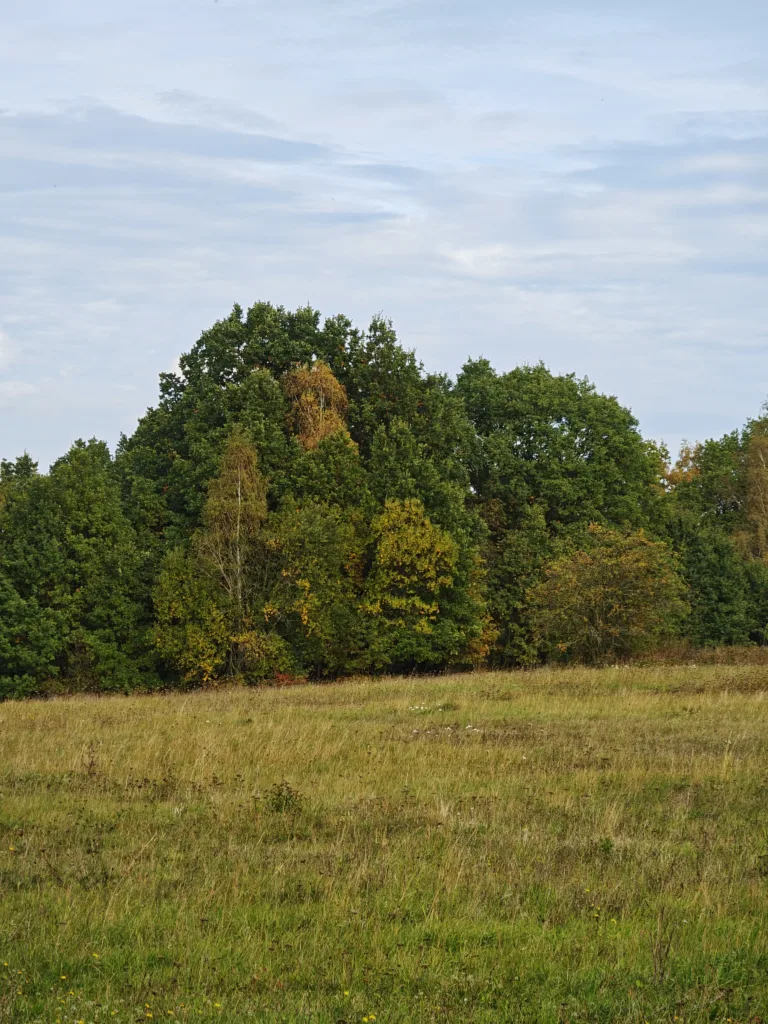 IMG 20261008 124616